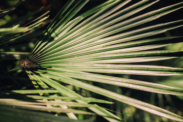 Close up of Vivid Tropical Green Leaf Texture.