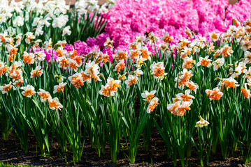 Keukenhof gardens in the Netherlands during spring. Close up of blooming flowerbeds of tulips, hyacinths, narcissus