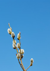Branch of willow with buds against the blue sky. blooming buds on a tree in spring.