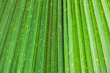 Close up of Vivid Tropical Green Leaf Texture.