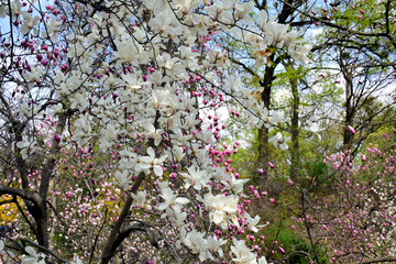 Flowering magnolias trees in the spring garden