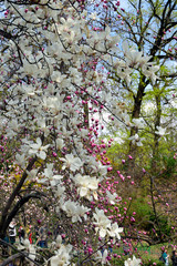 Flowering magnolias trees in the spring garden
