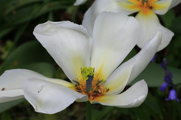 White Tulip losing petals after Spring shower 