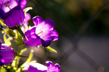 floral background. Lilac garden bells in the rays of sunlight. summer background. Blur the floral background. Place for text.