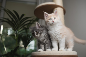 two maine coon kittens standing on a scratching post platform looking curiously in different...