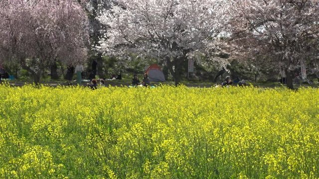 SATTE,  SAITAMA,  JAPAN - CIRCA APRIL 2019 : CHERRY BLOSSOMS and RAPE FLOWER (CANOLA FLOWER).  Spring season.  Slow motion shot.