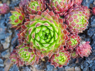 Decorative green and red suculent in the garden. Overhead view.