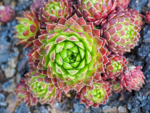 Decorative green and red suculent in the garden. Overhead view.