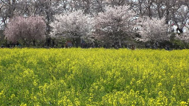 SATTE,  SAITAMA,  JAPAN - CIRCA APRIL 2019 : CHERRY BLOSSOMS and RAPE FLOWER (CANOLA FLOWER).  Spring season.  Slow motion shot.