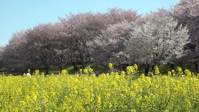 SATTE,  SAITAMA,  JAPAN - CIRCA APRIL 2019 : CHERRY BLOSSOMS and RAPE FLOWER (CANOLA FLOWER).  Spring season.  Slow motion shot.
