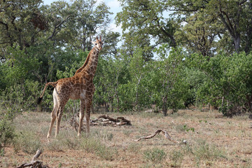 Giraffe / Giraffe / Giraffa Camelopardalis