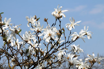 Branches of Magnolia loebneri (cultivar Donna) with white flowers against blue sky in early spring