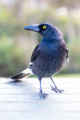 Black Bird standing on a table in a community park.