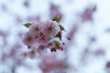 Colorful sakura cherry blossom in a park in Riga, Eastern European capital city of Latvia - Pink and magenta colors during a sunset