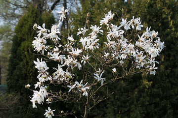 Magnolia loebneri (cultivar Donna) tree with white flowers against dark background in garden in early spring