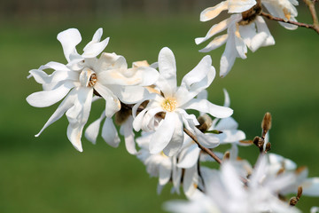 Obraz premium White flower of Magnolia stellata or Star magnolia in early spring