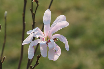 Pink flower of Magnolia stellata or Star magnolia (cultivar Rosea) in early spring