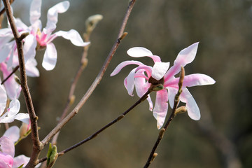 Pink flower of Magnolia stellata or Star magnolia (cultivar Rosea) in early spring