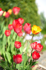  tulips in blossom                              