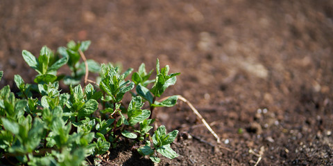 green peppermint plant on brown soil                               