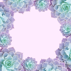 Frame of succulents for text. Succulents closeup. Elements of a tropical plant for design.