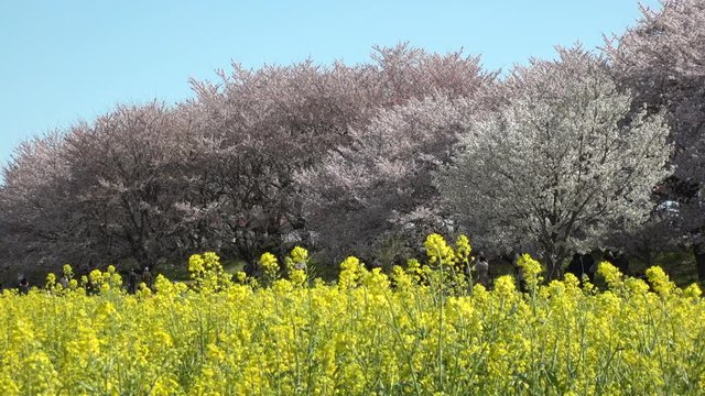 SATTE,  SAITAMA,  JAPAN - CIRCA APRIL 2019 : CHERRY BLOSSOMS and RAPE FLOWER (CANOLA FLOWER).  Spring season.  Slow motion shot.