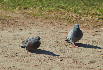 2 pigeons a boy and a girl are walking in the park in clear weather. birds close up.