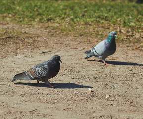 2 pigeons a boy and a girl are walking in the park in clear weather. birds close up.