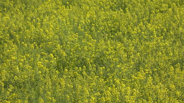 SATTE,  SAITAMA,  JAPAN - CIRCA APRIL 2019 : CHERRY BLOSSOMS and RAPE FLOWER (CANOLA FLOWER).  Spring season.  Slow motion shot.