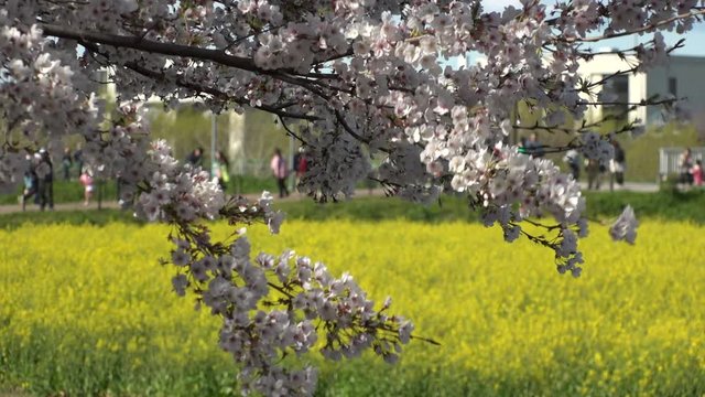 SATTE,  SAITAMA,  JAPAN - CIRCA APRIL 2019 : CHERRY BLOSSOMS and RAPE FLOWER (CANOLA FLOWER).  Spring season.  Slow motion shot.