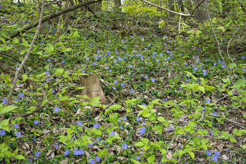 Blue vinca plant in the forest in Hungary
