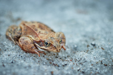 Naklejka premium A close up of a frog on the ice. Early spring. abnormal phenomena in nature.