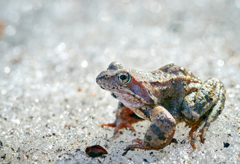 A close up of a frog on the ice. Early spring. abnormal phenomena in nature.