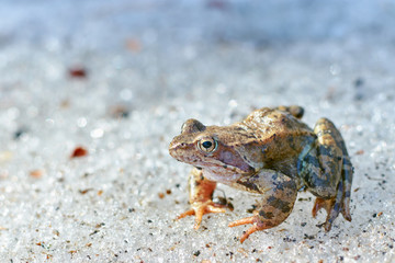 A close up of a frog on the ice. Early spring. abnormal phenomena in nature.