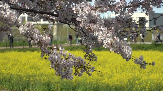 SATTE,  SAITAMA,  JAPAN - CIRCA APRIL 2019 : CHERRY BLOSSOMS and RAPE FLOWER (CANOLA FLOWER).  Spring season.  Slow motion shot.