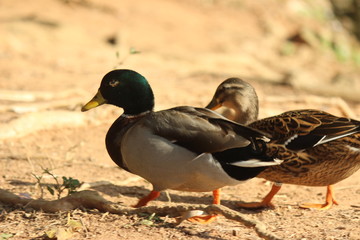 duck