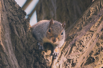 Squirrel in tree