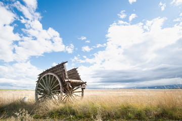 Ox cart in the field with sunset light.