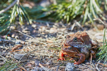 Mating frogs in the forest in clear weather in April. frogs close up.