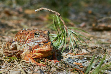 Mating frogs in the forest in clear weather in April. frogs close up.