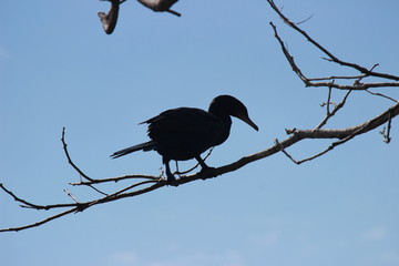 bingua