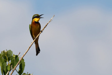 Zwergspint / Little bee-eater / Merops pusillus