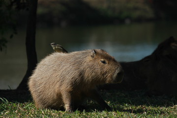 Naklejka premium capybara and bird