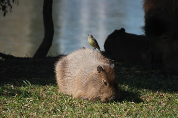 capybara and bird
