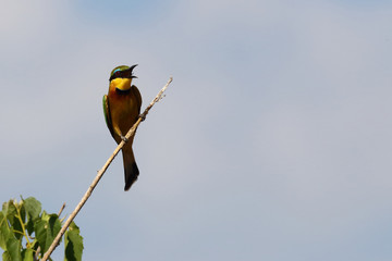 Zwergspint / Little bee-eater / Merops pusillus