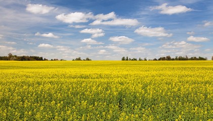 Obraz premium rapeseed, canola or colza field
