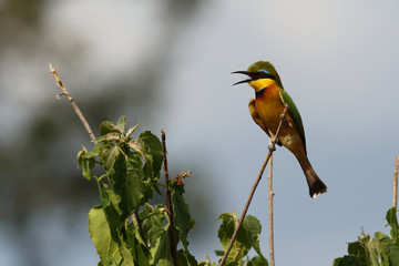 Zwergspint / Little bee-eater / Merops pusillus