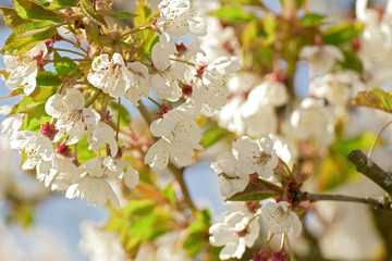cherry blossom in spring