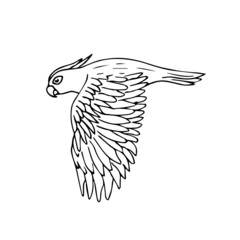Vector black ink line hand drawn cockatoo parrot flying isolated on white background 