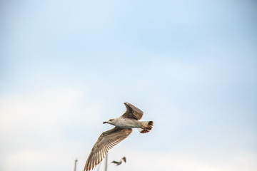 seagulls fly and eat on the pier in Istanbul